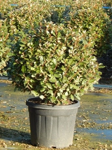 Olijfwilg Als Bol (Elaeagnus Ebbingei 'Compacta') 3 Olijfwilg Als Bol (Elaeagnus Ebbingei 'Compacta')