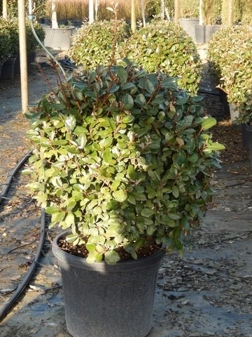 Olijfwilg Als Bol (Elaeagnus Ebbingei 'Compacta') 4 Olijfwilg Als Bol (Elaeagnus Ebbingei 'Compacta') - Afbeelding 2