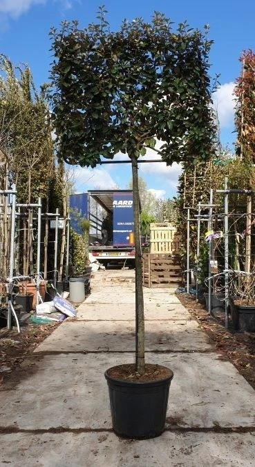 Olijfwilg Halfstam Als Leiboom (Elaeagnus Ebbingei) 4 Olijfwilg Halfstam Als Leiboom (Elaeagnus Ebbingei) - Afbeelding 2