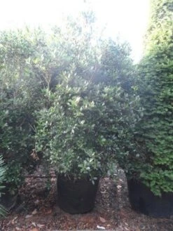 Schijnhulst (Osmanthus Heterophyllus) -Aanbiedingen Groene Hekken Winkel osmanthus heterophyllus 175 200 c160 extra 2