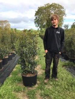 Schijnhulst (Osmanthus Heterophyllus) -Aanbiedingen Groene Hekken Winkel osmanthus heterophyllus h100120cm 2
