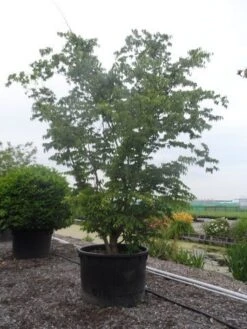 Europese Hopbeuk (Ostrya Carpinifolia) -Aanbiedingen Groene Hekken Winkel ostrya carpinifolia 400 500 c750