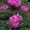 Rhododendron (Rhododendron 'Graziella')