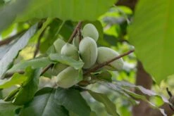 Pawpaw (Asimina Triloba) 7 Pawpaw (Asimina Triloba) -Aanbiedingen Groene Hekken Winkel papr00961