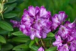 Rhododendron (Rhododendron 'Bohlkens Lupinenberg')