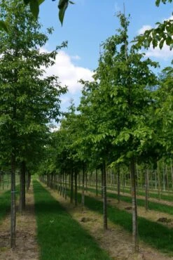 Grote Parrotia (Parrotia Persica) 13 Grote Parrotia (Parrotia Persica) -Aanbiedingen Groene Hekken Winkel parrotia persica s 18 20