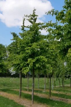 Grote Parrotia (Parrotia Persica) -Aanbiedingen Groene Hekken Winkel parrotia persica s 20 25 1