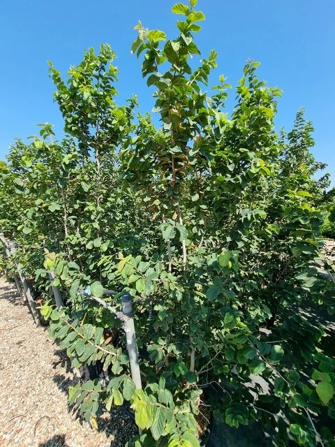 Perzisch IJzerhout Als Struik (Parrotia Persica) 5 Perzisch IJzerhout Als Struik (Parrotia Persica) - Afbeelding 3