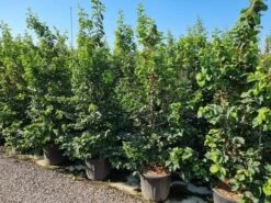 Perzisch IJzerhout Als Struik (Parrotia Persica) 14 Perzisch IJzerhout Als Struik (Parrotia Persica) -Aanbiedingen Groene Hekken Winkel parrotia persica 200250 cm 1