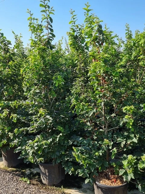 Perzisch IJzerhout Als Struik (Parrotia Persica) 4 Perzisch IJzerhout Als Struik (Parrotia Persica) - Afbeelding 2