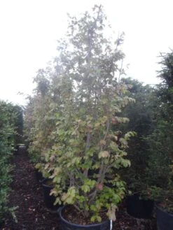 Perzisch IJzerhout Als Boom (Parrotia Persica) -Aanbiedingen Groene Hekken Winkel parrotia persica 250 300 c130