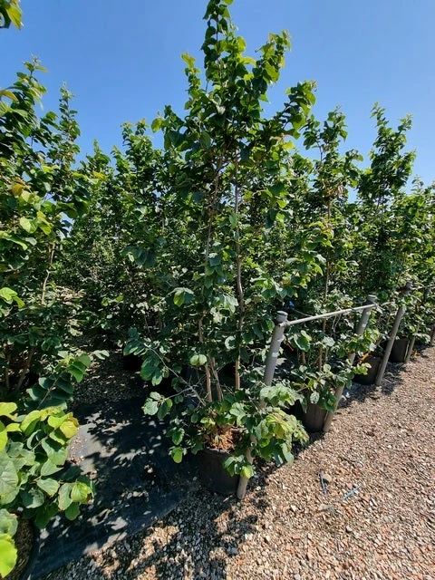 Perzisch IJzerhout Als Struik (Parrotia Persica) 6 Perzisch IJzerhout Als Struik (Parrotia Persica) - Afbeelding 4