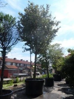 Perzisch IJzerhout Als Boom (Parrotia Persica) -Aanbiedingen Groene Hekken Winkel parrotia persica 45 50ho c1500