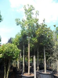 Anna Paulownaboom (Paulownia Tomentosa) -Aanbiedingen Groene Hekken Winkel paulownia tomentosa 35 40ho c350