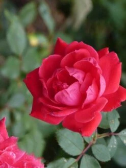 Klimroos (Rosa 'Paul's Scarlet Climber') -Aanbiedingen Groene Hekken Winkel paulsscarletclimber