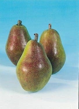 Perenboom (Pyrus Communis 'Bonne Louise D'Avranches') 4 Perenboom (Pyrus Communis 'Bonne Louise D'Avranches') - Afbeelding 2