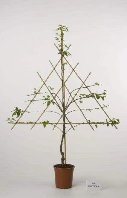 Lei-Peer (Pyrus Communis 'Bonne Louise D'Avranches') 5 Lei-Peer (Pyrus Communis 'Bonne Louise D'Avranches') - Afbeelding 3