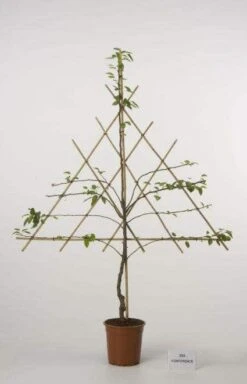 Lei-Peer (Pyrus Communis 'Bonne Louise D'Avranches') -Aanbiedingen Groene Hekken Winkel peer leirek 2 1