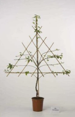 Lei-Peer (Pyrus Communis 'Gieser Wildeman') -Aanbiedingen Groene Hekken Winkel peer leirek 2 5 1