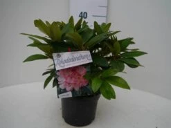 Rhododendron (Rhododendron 'Percy Wiseman') -Aanbiedingen Groene Hekken Winkel percy wiseman c2 voor 1
