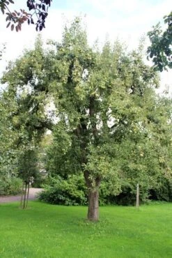 Wilde Perenboom (Pyrus Communis) 23 Wilde Perenboom (Pyrus Communis) -Aanbiedingen Groene Hekken Winkel perenboom 2 2