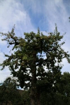 Wilde Perenboom (Pyrus Communis) 24 Wilde Perenboom (Pyrus Communis) -Aanbiedingen Groene Hekken Winkel perenboom 4 2