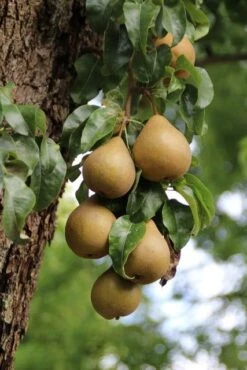 Wilde Perenboom (Pyrus Communis) -Aanbiedingen Groene Hekken Winkel perenboom 5 1