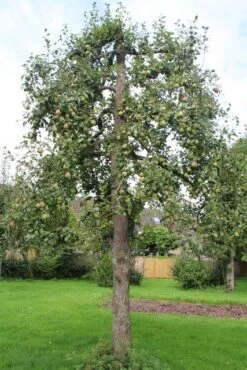 Wilde Perenboom (Pyrus Communis) -Aanbiedingen Groene Hekken Winkel perenboom 6 1