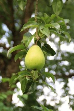 Wilde Perenboom (Pyrus Communis) -Aanbiedingen Groene Hekken Winkel perenboom 7 1
