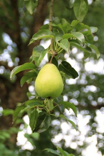 Wilde Perenboom (Pyrus Communis) 8 Wilde Perenboom (Pyrus Communis) - Afbeelding 6