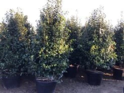 Camelia (Camellia Japonica ‘Perfection White’) -Aanbiedingen Groene Hekken Winkel perfectionwhite200cm