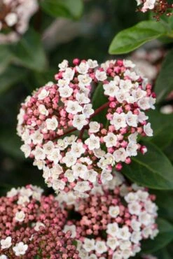 Sneeuwbal, Piramide (Viburnum Tinus 'Eve Price ') -Aanbiedingen Groene Hekken Winkel phbe06702 1