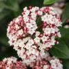 Groenblijvende Sneeuwbal (Viburnum Tinus 'Eve Price') 1 Groenblijvende Sneeuwbal (Viburnum Tinus 'Eve Price') -Aanbiedingen Groene Hekken Winkel phbe06702 2