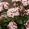 Sneeuwbal (Viburnum Tinus 'Lisa Rose') -Aanbiedingen Groene Hekken Winkel phbe06704