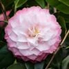 Camelia (Camellia Japonica 'Nuccio's Pearl') -Aanbiedingen Groene Hekken Winkel phbe06841