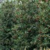 Amerikaanse Hulst (Ilex 'Nellie R Stevens') -Aanbiedingen Groene Hekken Winkel phbe08301 1