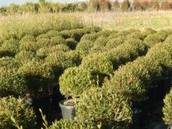 Steenlinde Als Bol (Phillyrea Angustifolia) -Aanbiedingen Groene Hekken Winkel phillyrea angustifolia 1 1