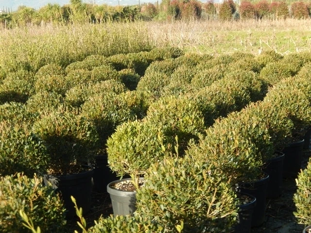 Steenlinde Als Bol (Phillyrea Angustifolia) 9 Steenlinde Als Bol (Phillyrea Angustifolia) - Afbeelding 7