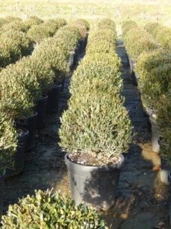 Steenlinde Als Bol (Phillyrea Angustifolia) -Aanbiedingen Groene Hekken Winkel phillyrea angustifolia 3 1