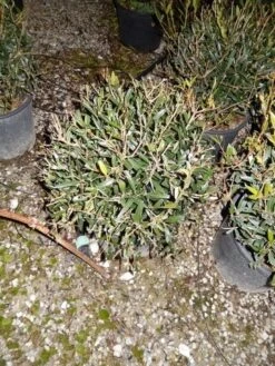 Steenlinde Als Bol (Phillyrea Angustifolia) -Aanbiedingen Groene Hekken Winkel phillyrea angustifolia bol 1