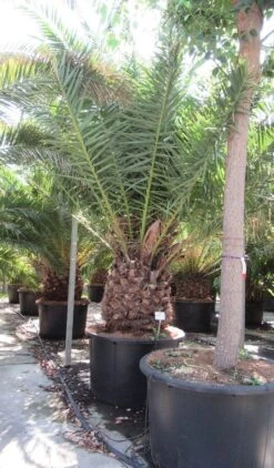Canarische Dadelpalm (Phoenix Canariensis) 20 Canarische Dadelpalm (Phoenix Canariensis) -Aanbiedingen Groene Hekken Winkel phoenix canariensi 2