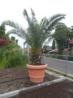 Canarische Dadelpalm (Phoenix Canariensis) 18 Canarische Dadelpalm (Phoenix Canariensis) -Aanbiedingen Groene Hekken Winkel phoenix canariensis 250 300 c500 solitair
