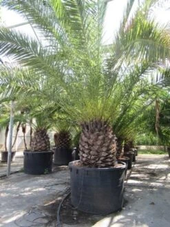 Canarische Dadelpalm (Phoenix Canariensis) 22 Canarische Dadelpalm (Phoenix Canariensis) -Aanbiedingen Groene Hekken Winkel phoenix canariensis 2