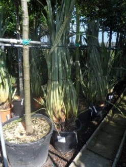 Nieuw Zeelands Vlas (Phormium Tenax 'Variegatum') -Aanbiedingen Groene Hekken Winkel phormium tenax variegatum 125 150 175 c50 70