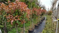 Glansmispel Op Stam (Photinia Fraseri 'Red Robin') -Aanbiedingen Groene Hekken Winkel photinia 2