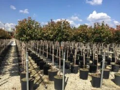 Glansmispel Op Stam (Photinia Fraseri 'Red Robin') 34 Glansmispel Op Stam (Photinia Fraseri 'Red Robin') -Aanbiedingen Groene Hekken Winkel photinia 120 140cm stam 1