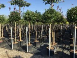 Glansmispel Op Stam (Photinia Fraseri 'Red Robin') -Aanbiedingen Groene Hekken Winkel photinia 120 140cm stam 2 2