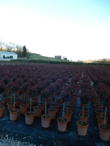 Glansmispel Op Stam (Photinia Fraseri 'Carré Rouge') 6 Glansmispel Op Stam (Photinia Fraseri 'Carré Rouge') - Afbeelding 4