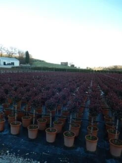 Glansmispel Op Stam (Photinia Fraseri 'Carré Rouge') 9 Glansmispel Op Stam (Photinia Fraseri 'Carré Rouge') -Aanbiedingen Groene Hekken Winkel photinia carre rouge