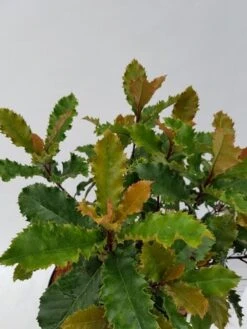 Glansmispel (Photinia Serratifolia ‘Crunchy’) -Aanbiedingen Groene Hekken Winkel photinia fraseri crunchy week 22 detail 1600x1200 1